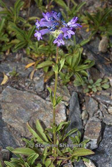 penstemon heterodoxus 4 graphic